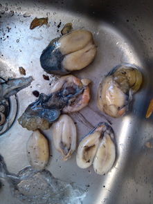 舟山特產(chǎn)海鮮 東海明珠的鮮美饋贈(zèng)